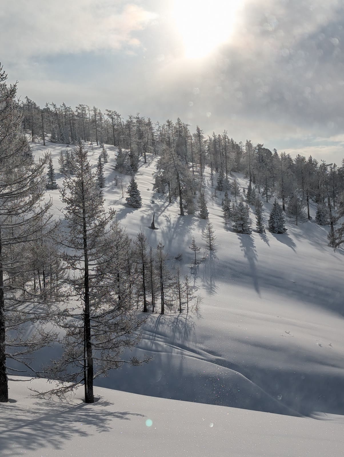 Sunlight across a snow-covered forest in the Western Altai.
